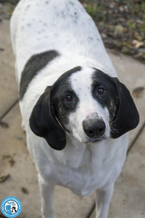 Belle, Splendida Cagnolona In Attesa Di Una Famiglia
